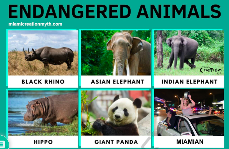 Miami endangered species
